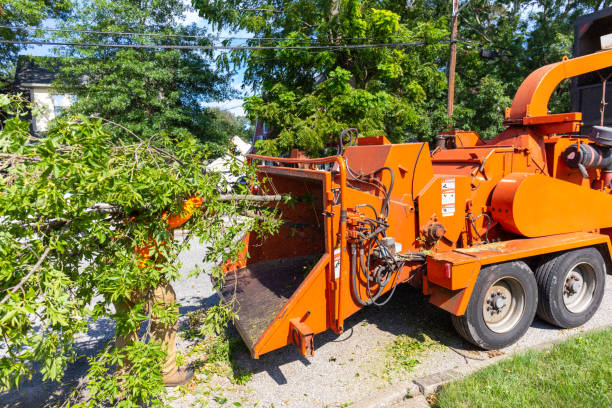 Best Emergency Storm Tree Removal  in Seaford, DE